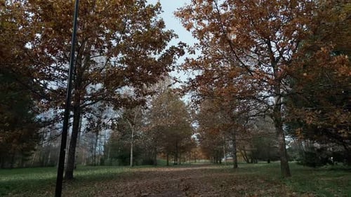 Walk side between oak trees