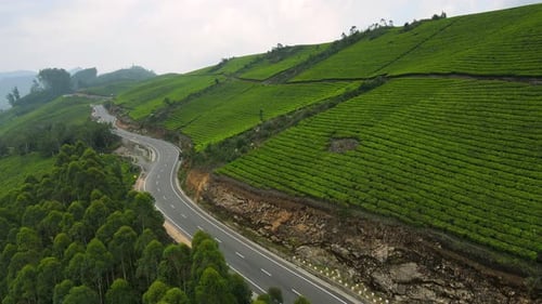 Vue aérienne par drone des plantations de thé idylliques et des collines verdoyantes de Munnar