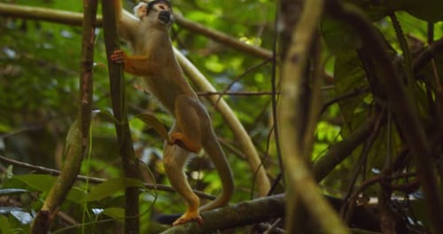 In Peru’s Amazon, a black-capped squirrel monkey moves decisively among branches, scanning for food.