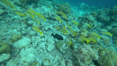 A Living Reef with Different Fish and Corals