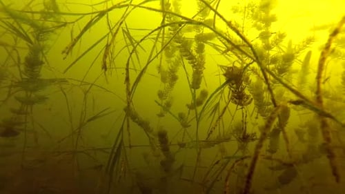 Nager sous un lac vert avec des mauvaises herbes et de l'herbe en dessous. Sous l'eau
