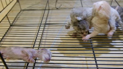 Chatons nouveau-nés dans une cage avec un mort en gros plan