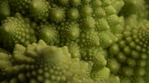 Romanesco Cauliflower 06