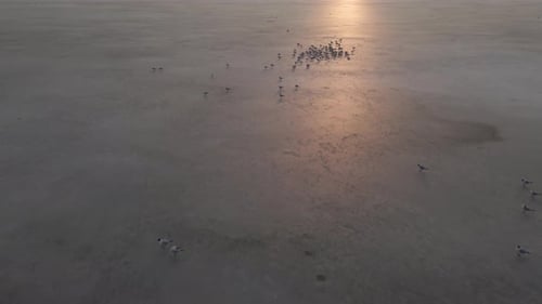 Aerial Close Up View of City Pond and Seagulls on the Ice Drone is Flying Forwards Low Over Frozen