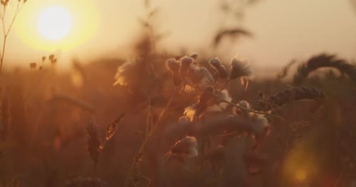 Sunset Over a Summer Field with Wild Grasses and Fluffy Seed Heads Glowing