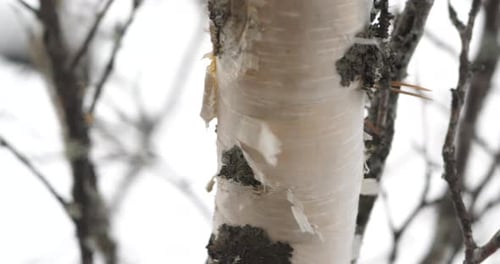 In spring, birch tree branches sway in the wind against the sky, a view from below. Birch Grove, clo