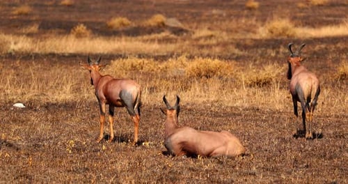 Red Hartebeest Standing And Lying In The Field Under The Sun In Maasai Mara National Reserve In Keny