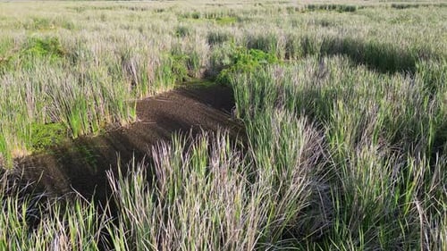 Aerial View of Lush Green Tropical Wetland
