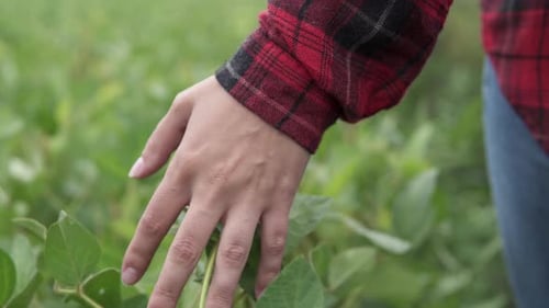 Soybean field. Farmer's hand on a plantation of soybeans, green beans. Growing soybeans.