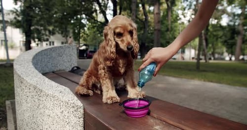 Durstiger Hund trinkt sauberes Wasser in einer Schüssel, nachdem er im Freien gespielt hat