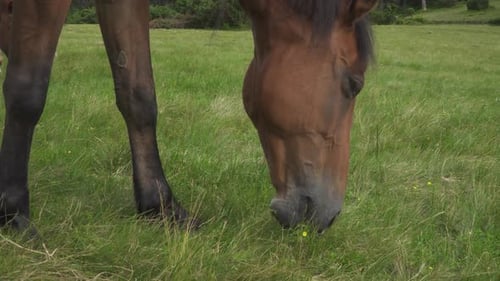 The Bay Horse Grazes on Highland Pastures