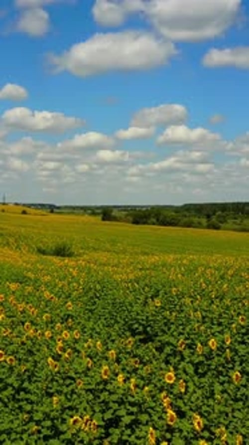 Champ de tournesols en fleurs. Beaux tournesols dans le champ avec un ciel bleu vif