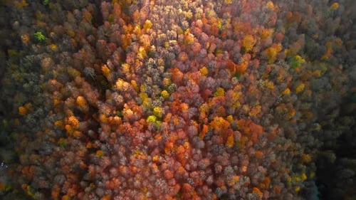 Bosque otoñal 2K