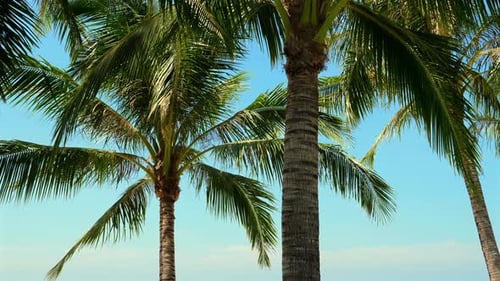 Tropical Landscape with Tall Coconut Palms Against Clear Blue Sky