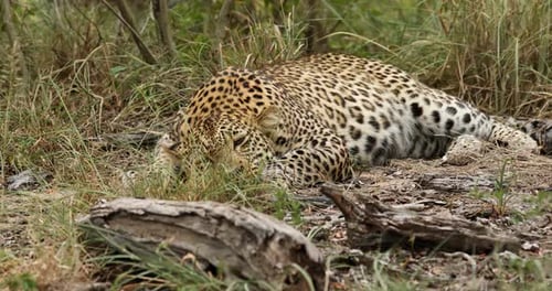 Junger männlicher Leopard keucht im Schatten, nachdem er sich vor Kurzem den Bauch vollgestopft hat.
