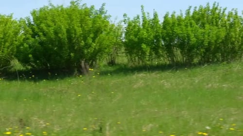 View Through Side Window of Car Auto in Motion on Road Highway Along Green Forest and Trees in