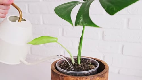 Watering Indoor Potted Plant in a Wooden Planter