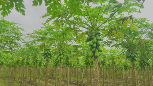 Lush Green Papaya Orchard on a Tropical Farm