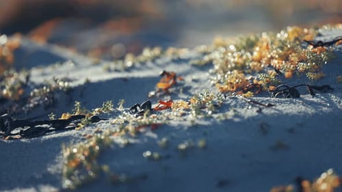 Dry seaweed and miniature plants on the sandy beach a re captured in a close-up shot.