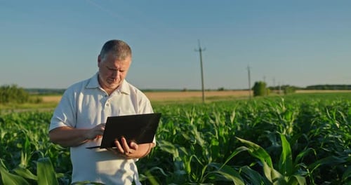 Man Using Laptop in Cornfield