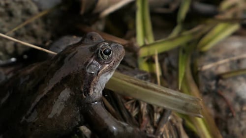 Frosch sitzt im Frühling in der Natur, Nahaufnahme