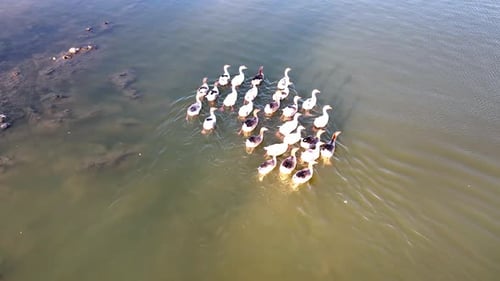 Ducks swim in the lake