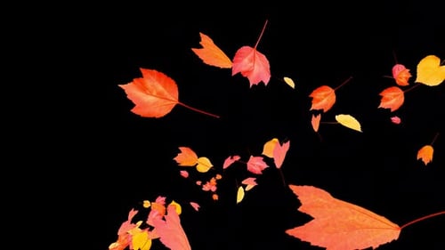 Colorful Autumn Leaves - Windy Flying Spurt Jet Transition - VII - Alpha Channel