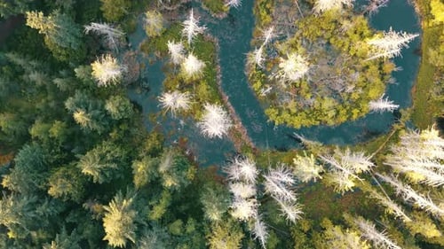 Drone flyover of a western Canadian rain forest in British Columbia's wild west coast looking down a