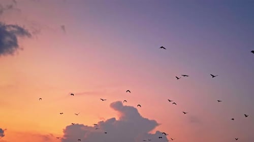 Ein Vogelschwarm fliegt vor dem Hintergrund der Wolken bei Sonnenuntergang