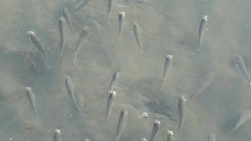 A school of little fish spotted in a puddle of water in sandy tidal flat at Gaomei wetlands preserva