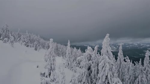 Aerial View of Snowy Forest in Winter Nature