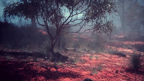 Misty Australian Outback Landscape with Red Earth and Sparse Vegetation at Dawn