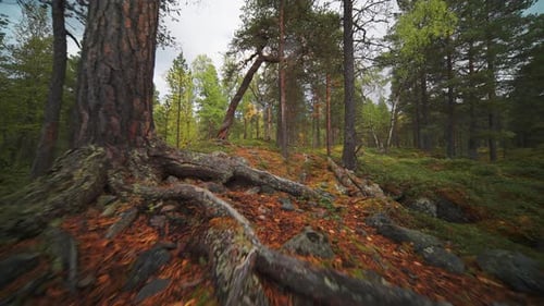 A walk on the soft ground in the enchanted northern autumn forest. Slow movement forward. Ultrawide