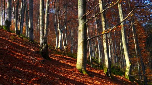 Dry Leaves Fall From the Trees Autumn Forest Full of Colorful Trees Yellow and Orange Leaves at