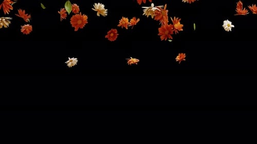 Autumn Flowers Falling Transition Overlay