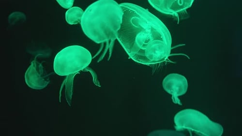 Gruppe von Quallen mit grünem Wuchs und buntem Licht