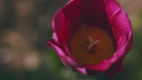 Tulip Closeup Top View