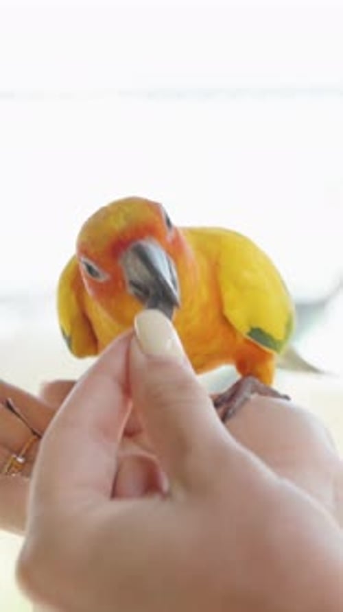 Vidéo verticale. Personne tenant une graine pendant qu'un perroquet jaune la prend doucement de la main en plein soleil