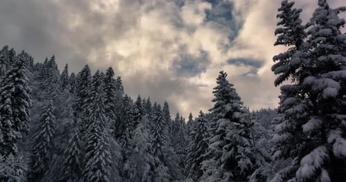 Ruhiger Winterwald mit schneebedeckten Bäumen vor bewölktem Himmel
