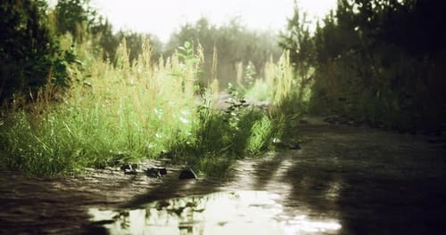 Sunlight Filtering Through Trees on a Serene Path with Grass and Stones