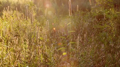 Golden Meadow in Warm Sunrise Light