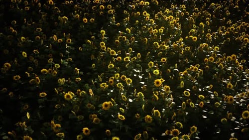 Sunflower Field and Cloudy Sky