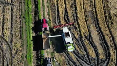 Vista aérea de un Zumbido de una cosechadora de arroz descargando el grano de arroz en el camión.