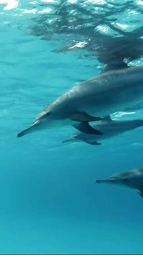 Close up of pod young dolphin swims in turquoise sea under surface in sunrays