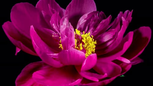 Red Peony Open Flower in Time Lapse on a Black Background. Wedding Concept. Side View on Pink Flower