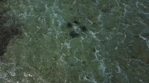 Aerial View of Manta Rays in Sea