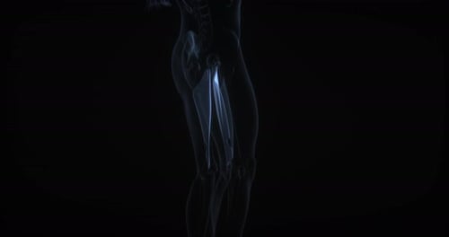 Human Leg Bones Anatomical Rotation Medical Animation