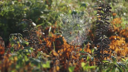 Spiderweb Strung Between Plants Covered in Dew