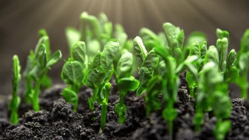 Seedlings Emerging from Soil in Bright Sunlight