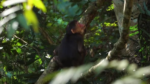 Young Chimpanzee Resting on Tree in Lush Forest Wildlife and Nature
